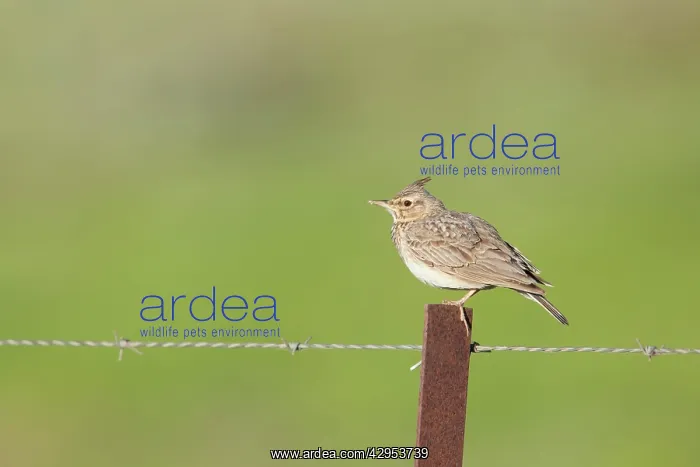 : Crested Lark - adult perching on a fence post : Crested Lark - adult perching on a fence post