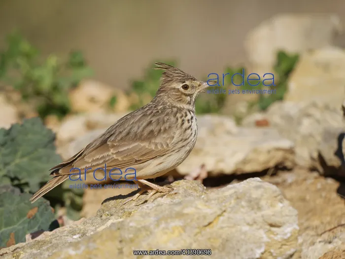 : Crested Lark Galerida cristata Valencia, Spain BI035337 : Crested Lark Galerida cristata Valencia, Spain BI035337