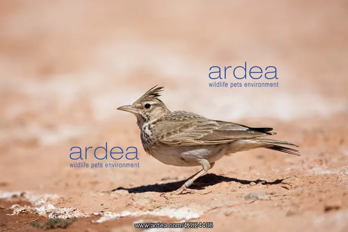: Crested Lark - on ground : Crested Lark - on ground