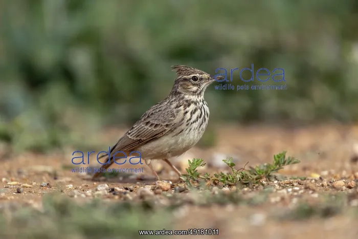  : Crested Lark - on Ground - Spain
