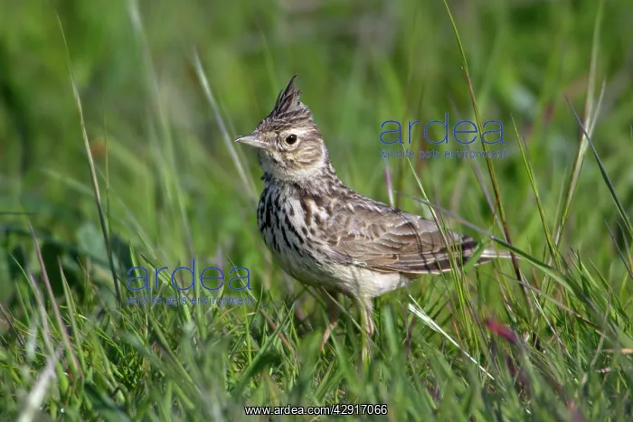 : Crested Lark - on meadow : Crested Lark - on meadow