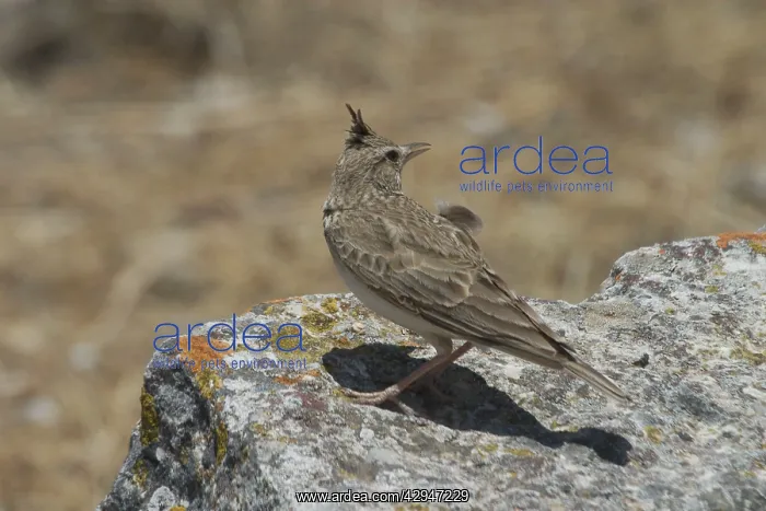 : Crested Lark, perched : Crested Lark, perched