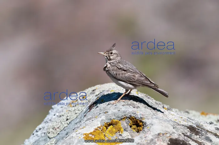 : Crested Lark - perched on rock : Crested Lark - perched on rock