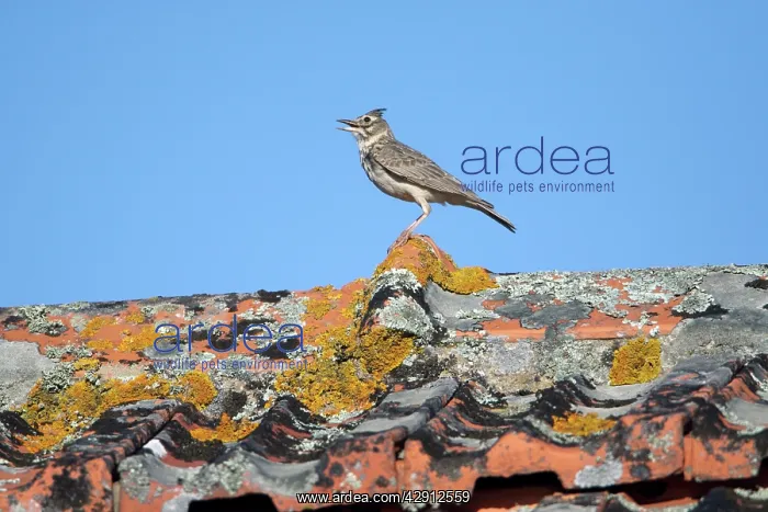 : Crested Lark - perched on roof singing : Crested Lark - perched on roof singing