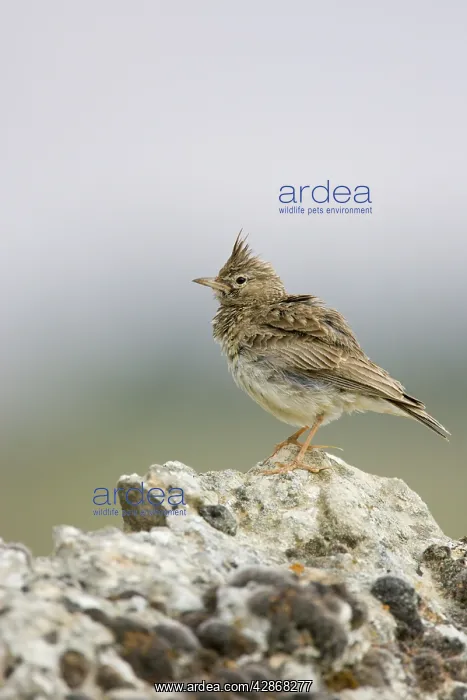 : Crested Lark - Perched on a stone : Crested Lark - Perched on a stone