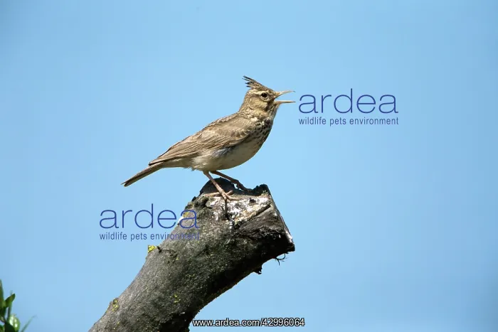 : Crested Lark - perched on tree stump singing Castro : Crested Lark - perched on tree stump singing Castro