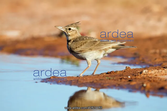 : Crested Lark - by pool on the ground : Crested Lark - by pool on the ground