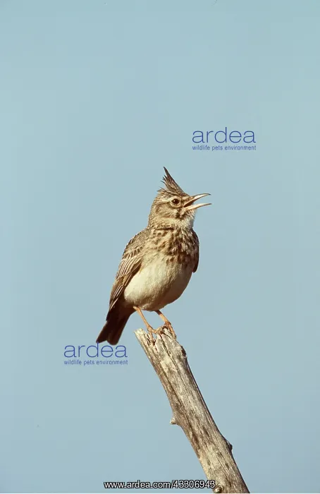 : CRESTED LARK - singing, on branch : CRESTED LARK - singing, on branch