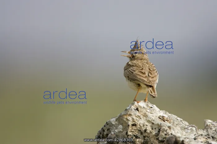 : Crested Lark - Singing while perched on a stone : Crested Lark - Singing while perched on a stone