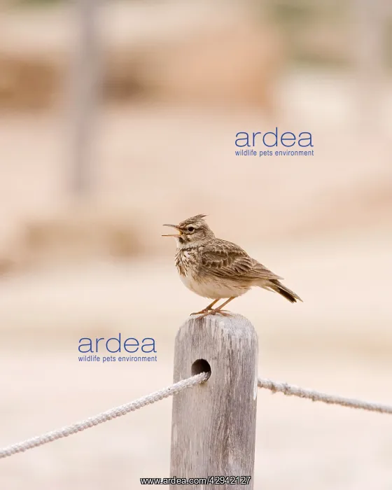 : Crested Lark - singing on post : Crested Lark - singing on post