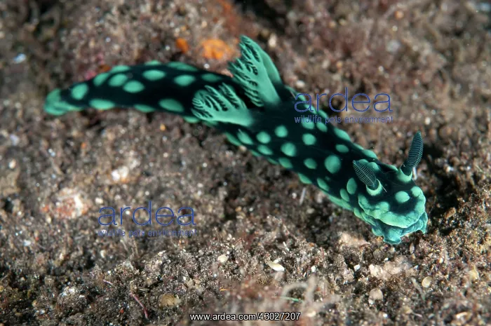 : Crested Nembrotha Nudibranch : Crested Nembrotha Nudibranch