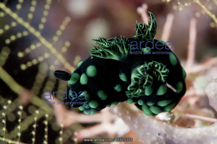  : Crested Nembrotha Nudibranch - on coral with small
