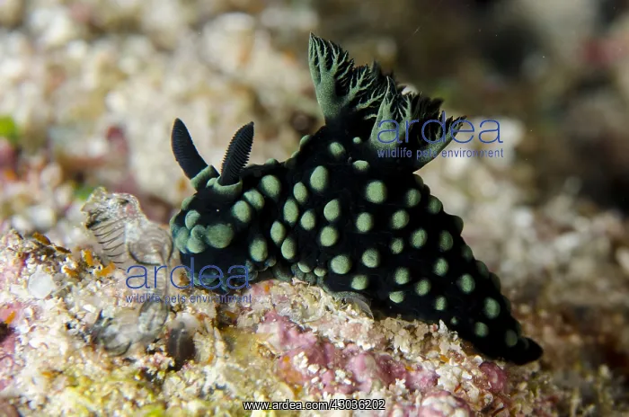 : Crested Nembrotha Nudibranch - Whale Rock dive : Crested Nembrotha Nudibranch - Whale Rock dive