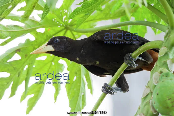 : Crested Oropendola : Crested Oropendola