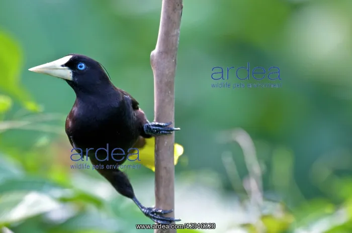 : Crested Oropendola - On branch : Crested Oropendola - On branch