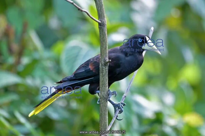  : Crested Oropendola - on branch