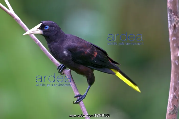 : Crested Oropendola - on branch : Crested Oropendola - on branch