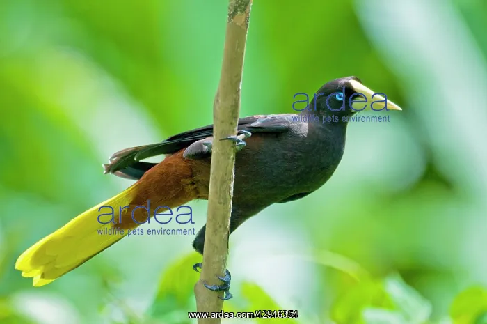 : Crested Oropendola - on branch showing underside : Crested Oropendola - on branch showing underside