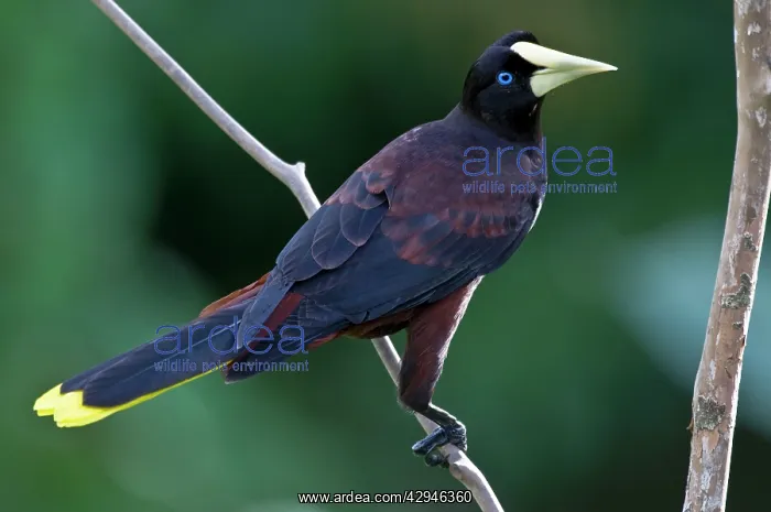 : Crested Oropendola - on branch back view : Crested Oropendola - on branch back view