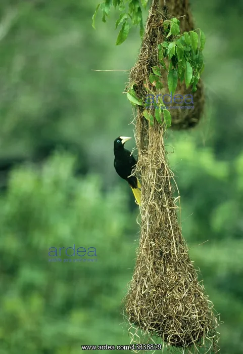 : Crested Oropendola - Female on nest : Crested Oropendola - Female on nest