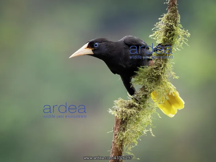 : Crested oropendola (Psarocolius decumanus), Chiriqui, Panama : Crested oropendola (Psarocolius decumanus), Chiriqui, Panama