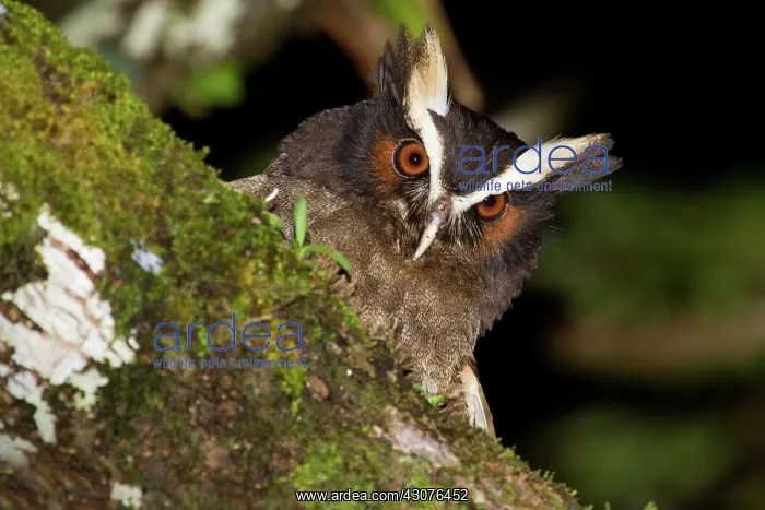 : Crested Owl : Crested Owl