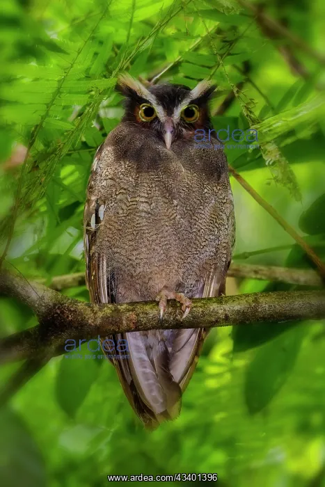: Crested owl, Lophostrix cristata Adult. A distinctive forest : Crested owl, Lophostrix cristata Adult. A distinctive forest