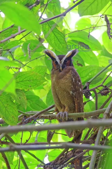 : Crested Owl Lophostrix cristata Sarapiqui, Costa Rica BI0339 : Crested Owl Lophostrix cristata Sarapiqui, Costa Rica BI0339