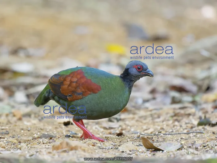 : Crested Partridge female Rollulus rouloul Sabah : Crested Partridge female Rollulus rouloul Sabah