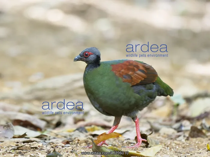 : Crested Partridge female Rollulus rouloul Sabah : Crested Partridge female Rollulus rouloul Sabah