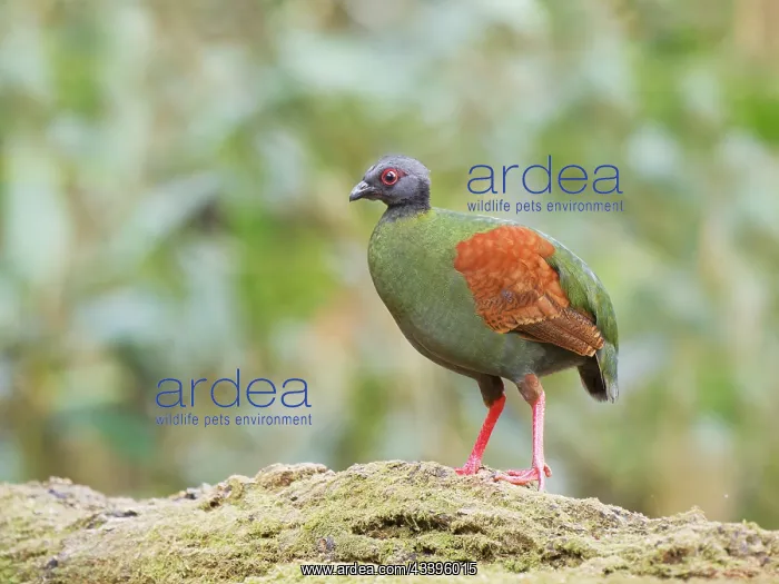 : Crested Partridge female Rollulus rouloul Sabah : Crested Partridge female Rollulus rouloul Sabah