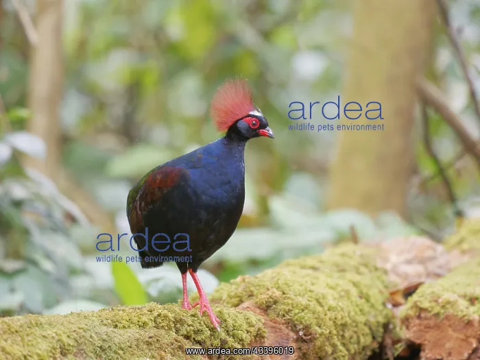  : Crested Partridge male Rollulus rouloul Sabah, M