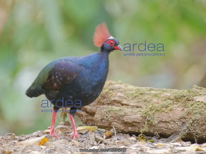 : Crested Partridge male Rollulus rouloul Sabah, M : Crested Partridge male Rollulus rouloul Sabah, M