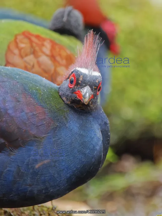 : Crested Partridge male Rollulus rouloul Sabah, M : Crested Partridge male Rollulus rouloul Sabah, M