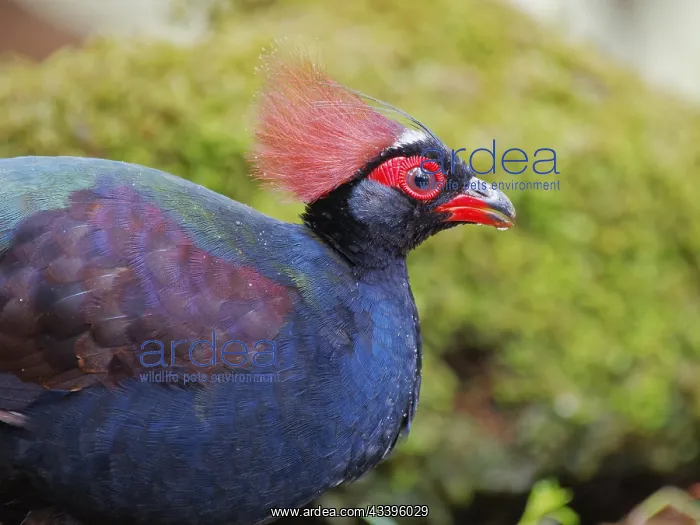 : Crested Partridge male Rollulus rouloul Sabah, M : Crested Partridge male Rollulus rouloul Sabah, M