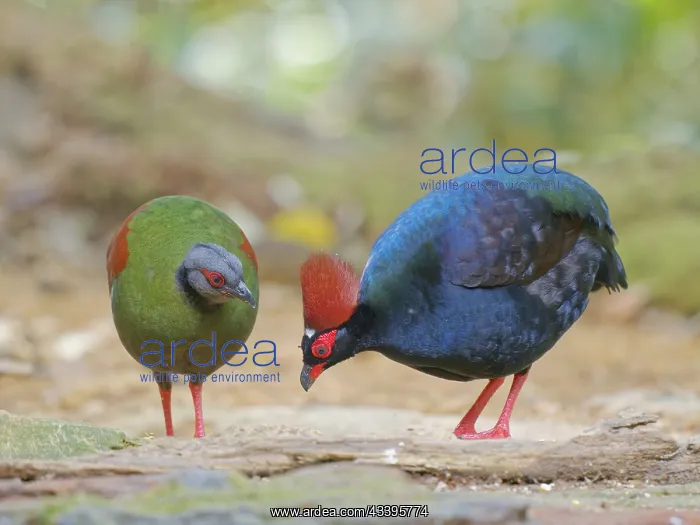 : Crested Partridge pair Rollulus rouloul Sabah, M : Crested Partridge pair Rollulus rouloul Sabah, M