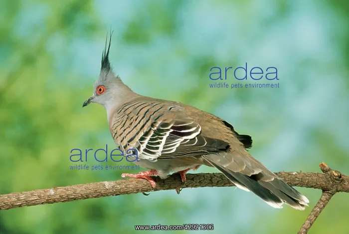  : CRESTED PIGEON