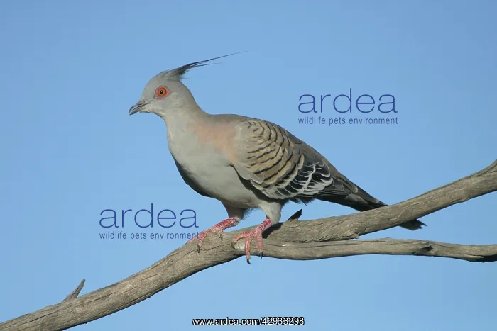 : Crested Pigeon : Crested Pigeon
