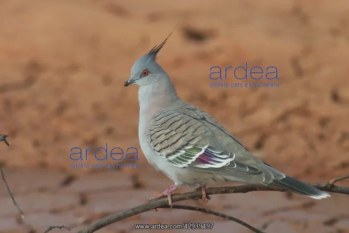 : Crested Pigeon : Crested Pigeon