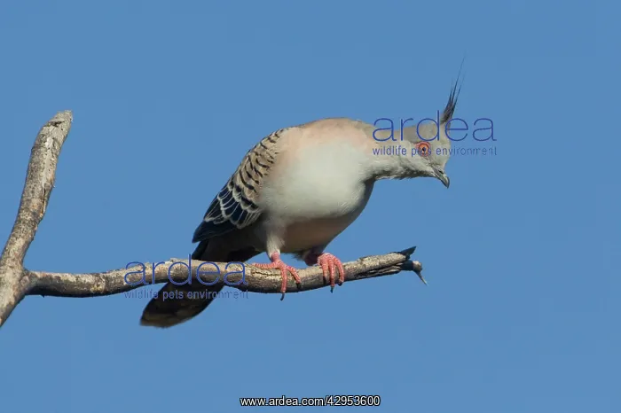 : Crested Pigeon : Crested Pigeon