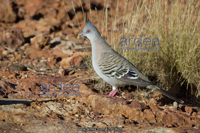 : Crested Pigeon : Crested Pigeon