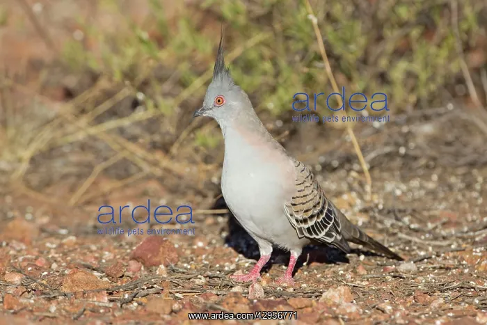 : Crested Pigeon : Crested Pigeon
