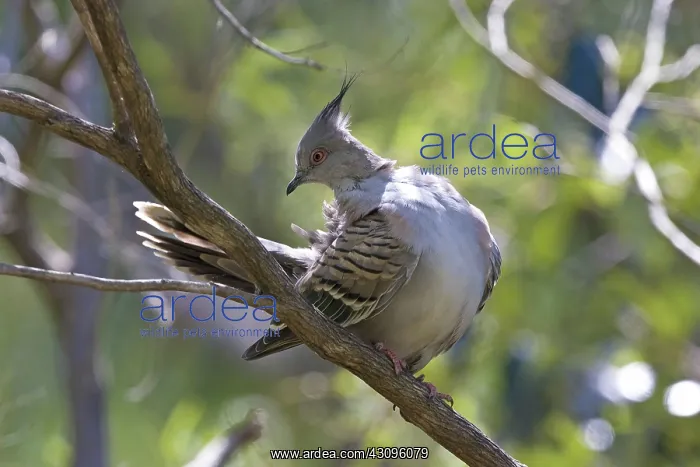  : Crested Pigeon
