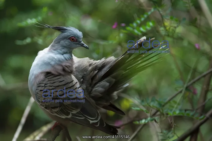 : Crested Pigeon : Crested Pigeon
