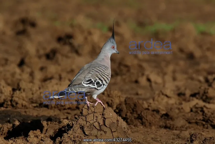  : Crested Pigeon