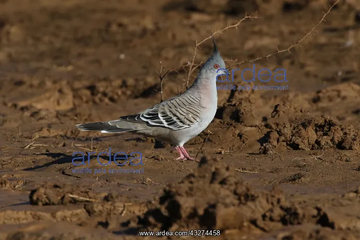  : Crested Pigeon