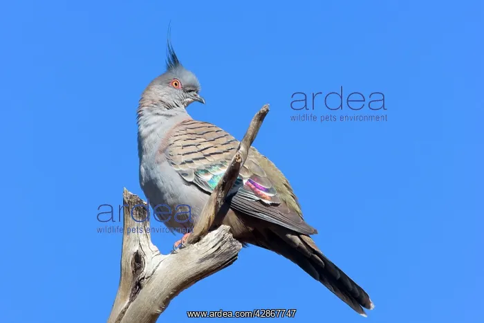 : Crested Pigeon - adult pigeon sitting on a dead : Crested Pigeon - adult pigeon sitting on a dead