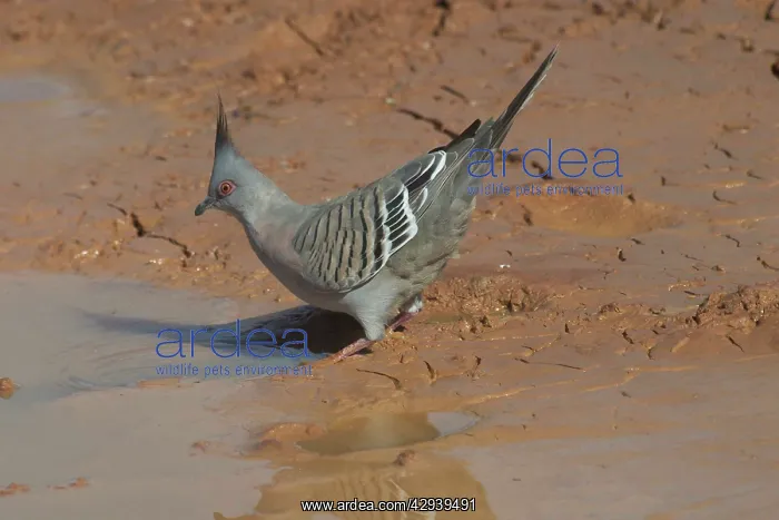 : Crested Pigeon - Drinking at a drying pool : Crested Pigeon - Drinking at a drying pool