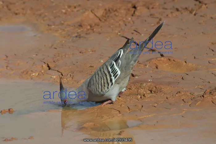 : Crested Pigeon - Drinking at a drying pool : Crested Pigeon - Drinking at a drying pool