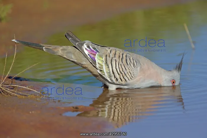 : Crested Pigeon - drinking at pool : Crested Pigeon - drinking at pool